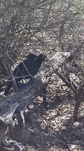 Hilarious 😁 Magpie swoops, choughs scream in terror!