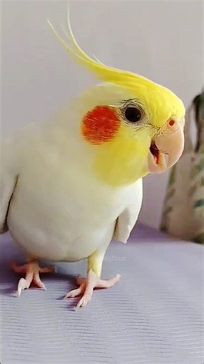 Lyle the cute little bird’s happy Singing Moments 🎶😍👌 #cockatielscraze