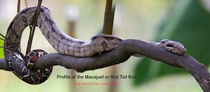 30K views · 155 reactions | The Macajuel or Boa constrictor or Red...