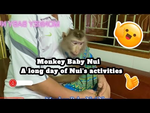 Monkey Baby Nui A long day of Nui's activities