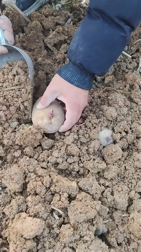 Planting Melody potato plants Tutorial #farming #shorts