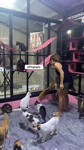 41K views · 555 reactions | ANOTHER SCRIPTED PIGGY BACK RIDE 藍藍藍藍 #fypシ゚viralシfypシ゚ #viralpost2024シ #fypシ゚viralシ2024fyp #fypシ゚viralシ #viralreelsfacebook #fypageシ #cat #fypviralシ #trendingreels #catsofinstagram # #catoftheday #catsoftiktok #meow #meowing #meowmeow #animallover #animals #animalsoftiktok #animalsoftiktok #petsofinstagram #petcare #petlovers #pets | CAThography | Facebook