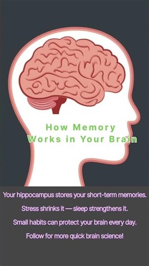 How Memory Works in Your Brain