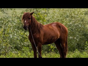 The Secret Life of Wild Horses 🐴 | Untold Behaviors, Survival, and Nature’s Majesty