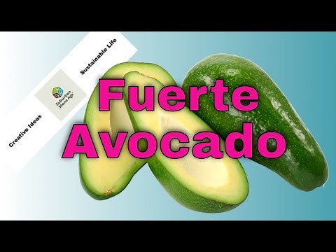 Fuerte Avocado Tree - 8 Year Old Tree - Tips and Tricks on How to Grow Avocados