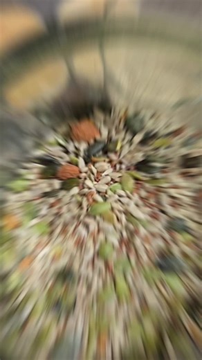 Cracker ai semi vari... forno 200' x 20 min 🌱1bicchiere di semi di chia 🌱 1 bicchiere di semi di lino 🌱1 bicchiere di semi di girasole 🌱1 bicchiere di semi di zucca 🌱1 bicchiere d'acqua Olio q.b. Paprica Sale q.b. #voliamoneixte✈🦁🔝💯💥 #sano #voliamoneixte✈🦁🔝💯💥💣 #neiperteee #viraltok