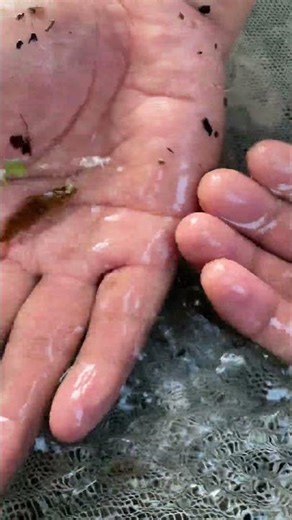 Catching native fish for aquarium #foryou #aquascape #aquarium #fishing #nature badis badis