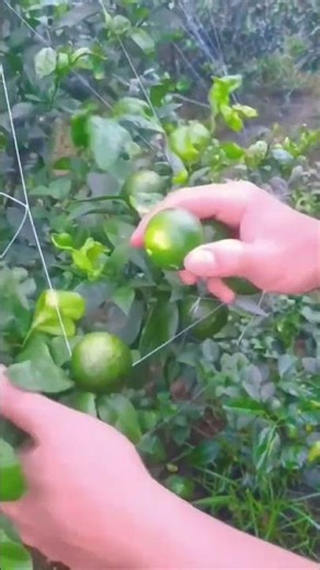 Botanical Deep-Dive: Why Limes Are 'Secretly' Alkalizing 🔬🍋 #farming #herbalism #gardening #shorts