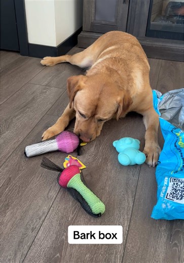 Bark box came in #barkbox #unboxing #toys #dog @Shop BARK