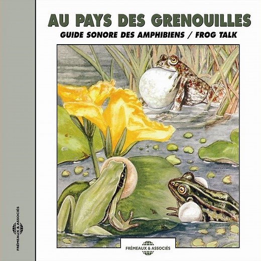 Rainette méridionale 2 (Mediterranean Tree Frog 2)