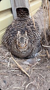 The chances of being killed or maimed by a greater prairie chicken hen is increasing daily!!!! #greaterprairiechicken #prairiechicken #grouse #gamebird #gamebirds #birdnest #nestingbird #angrybirds #angrybird | Steve Oehlenschlager