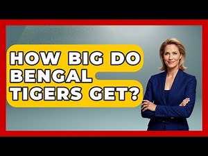 How Big Do Bengal Tigers Get? - The Wild Life Explorer