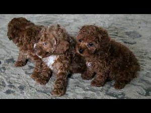 Toy Poodle Puppies For Sale