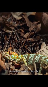 The life of a chameleon #animals #chameleon | Pinchaskeene