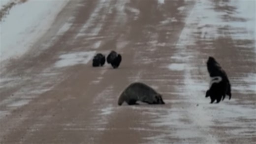 WATCH: Badger Chases Skunks In Middle Of Road