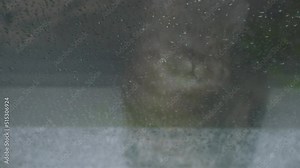 Reflection of a cat looking out the window during the rain. Reflection in the window.