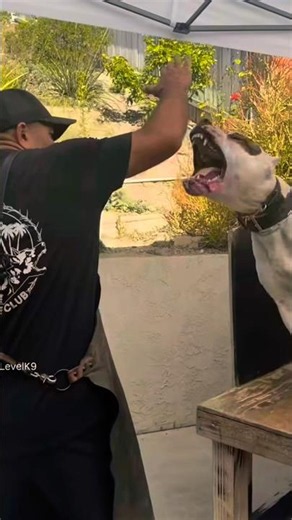🚨This is how a DOGO CHANGES when it goes HUNTING…