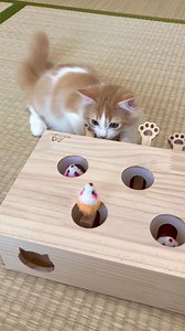 38K views · 677 reactions | This is the cutest cat toy I’ve ever seen  | Animal Memes | Facebook