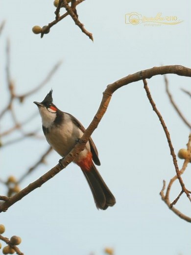 oooo what does this button do??🫣 #swadha2110 #birds #birdsphotography #photography #nikonz50 #shorts