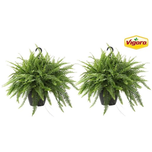Reviews for Vigoro Boston Fern Indoor/Outdoor Plant in 10 in. Hanging Grower's Pot, Avg. Shipping Height 1-2 ft. Tall (2-Pack) | Pg 1 - The Home Depot