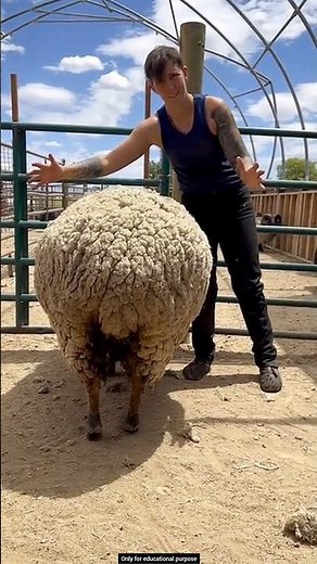 Why It Is Important to Shear Sheep Wool Regularly #crazily