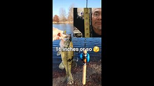 What can you catch with an Inline Spinner? #ultralightfishing #bassfishing #bfsfishing