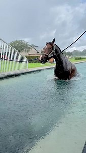 1.4K reactions · 64 shares | Swimming in a light rain shower makes for an aesthetic video  •#equinerehabilitation #horseswimming #horsevet #equinemedicine #equinevet | Equine Performance Innovative Center: EPIC | Facebook