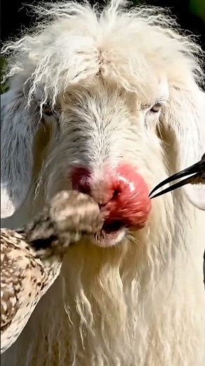You Won’t Believe What This Bird Pulled Out of a Goat 😳