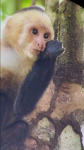 Wild shot of a capuchin monkey drinking out of a tree. #shorts #monkeys #Costarica