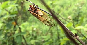 Nature experts offer tips to avoid cicadas while camping