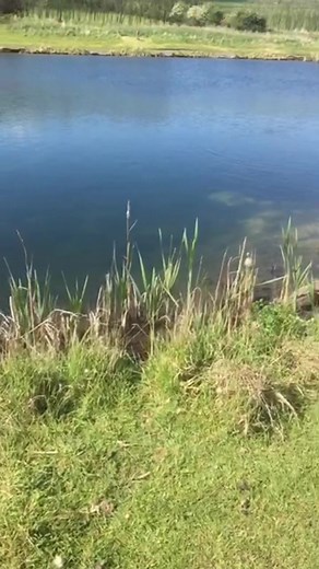 Let’s go fishing 🎣 #flyfishing #fishing #ladyangler #fishtok #fishingtiktoks #fishinglife #catchandrelease #letsgofishing #girlswhofishontiktok #fishingfun