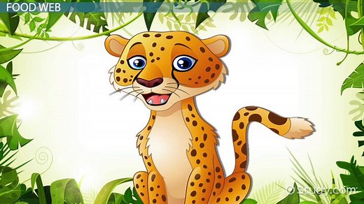 Savanna Ecosystem Food Web | Producers, Consumers & Decomposers