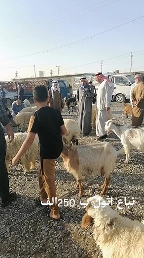 Experiencing Goat Markets in Traditional Attire