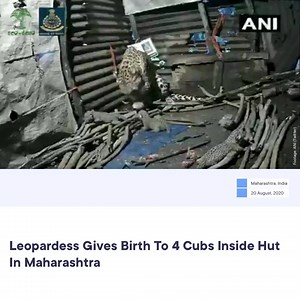 A leopardess gave birth four cubs in a shed in Igatpuri of Maharashtra's Nashik on Tuesday. A video of the mother leopard with her babies playing around in the shanty is now going viral on social media. The video was shared by news agency ANI. “Female leopard gave birth to four cubs in a hut in Igatpuri. They are all safe and healthy," Ganeshrao Jole, Forest Department Officer was quoted as saying by the ANI. He said the forest department is waiting for the leopardess to take cubs to another pla