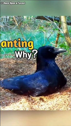 Why Crows Let Ants Bite Them: Anting Explained!🐜