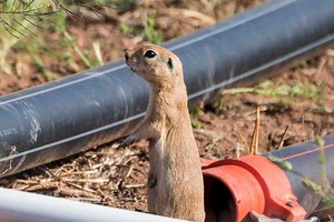 How To Keep Voles Out of Raised Garden Beds