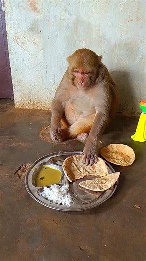 3.5M views · 25K reactions | Cute monkey rani lunch time 珞 #vlogrbl #shortsreels #ranivlogrbl #akashrbl #youtubeshorts #shortsvideos #tubeshorts #youtubevideo #reels #short | Rani Vlog RBL | Facebook