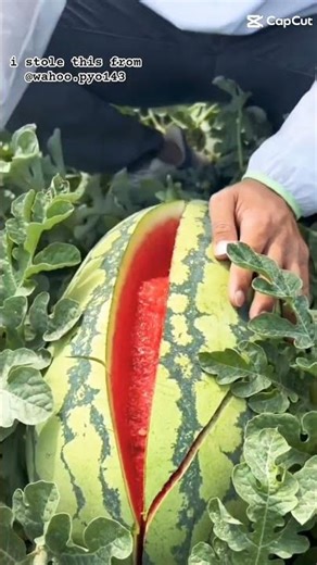 basil omori watermelon