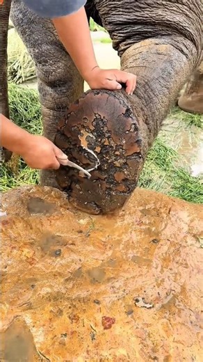 🌿 How Pedicures Save Elephants’ Lives!