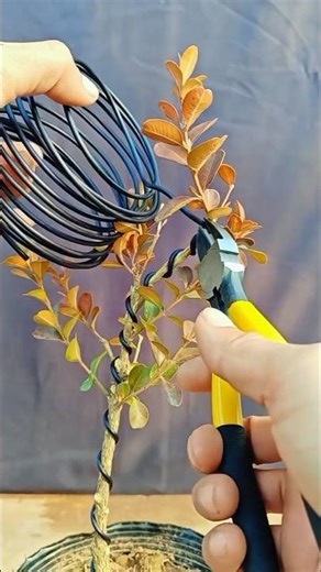 Boxwood bonsai material and styling tree #bonsai #bonsaimaking #boxwood