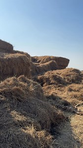 Amazing crow hunting 🐦‍⬛😱 #hunting #crow #birds #hunter #reels | Farmer hunter