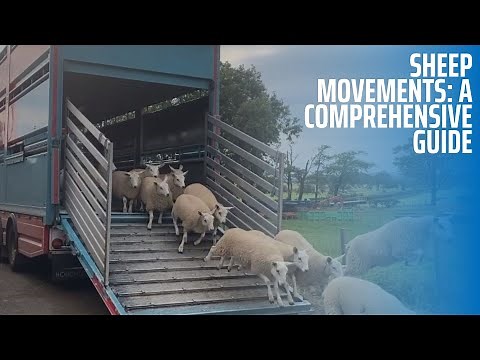 Sheep Movements: A Comprehensive Guide