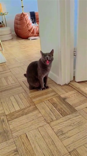 Why is my cat acting like this? #cats #petlife