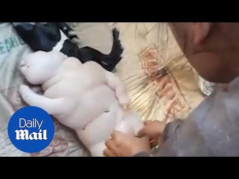 Farmer baffled to discover half-pig half-human baby GOAT!