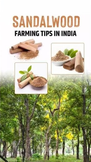 Chandan Farming from Start to Profit | Sandalwood Farming Complete Guide