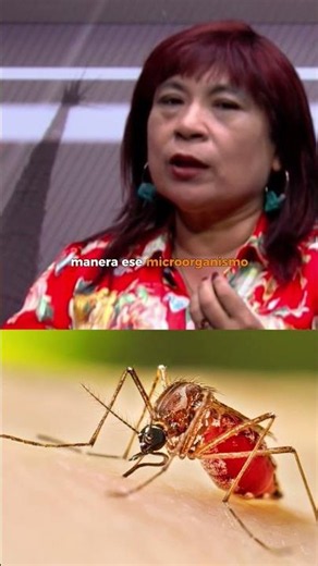 Is it possible to curb the spread of dengue?