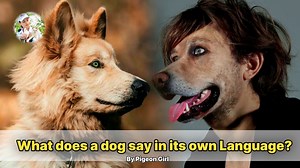 328K views · 10K reactions | What does a dog say in its own language?...