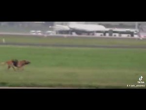 Belgian Malinois jumps from helicopter training tiktok by am_alvarez