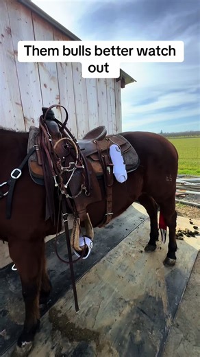Mastering Horsemanship: Insights for Cowpoke Life