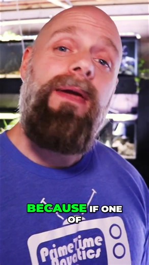 #fishtank #fishkeeping #aquarium | Prime Time Aquatics